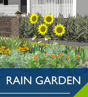 Rain Garden Image Link