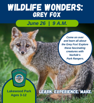 Wildlife Wonders Grey Fox_Web Spotlight