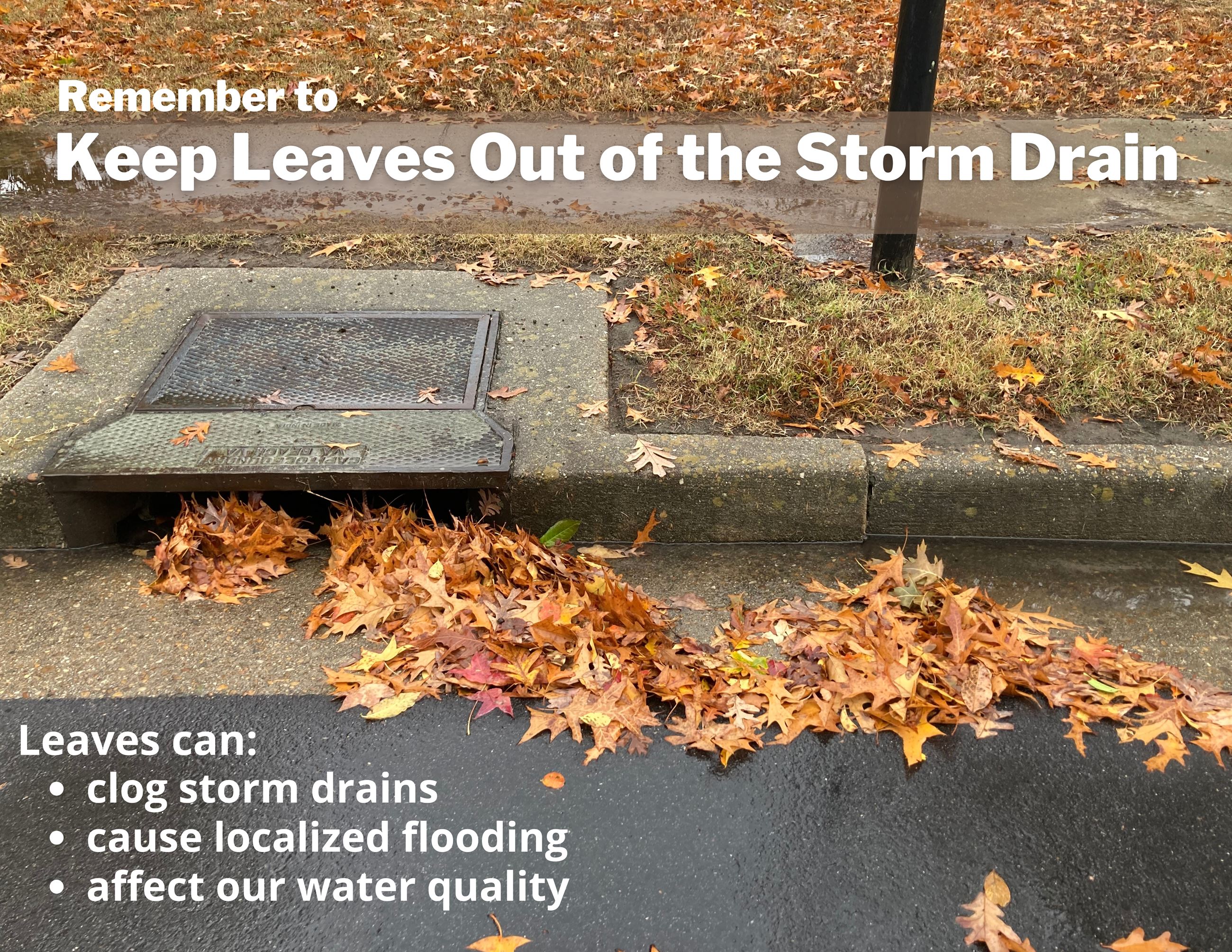 Keep Leaves Out of Storm Drains