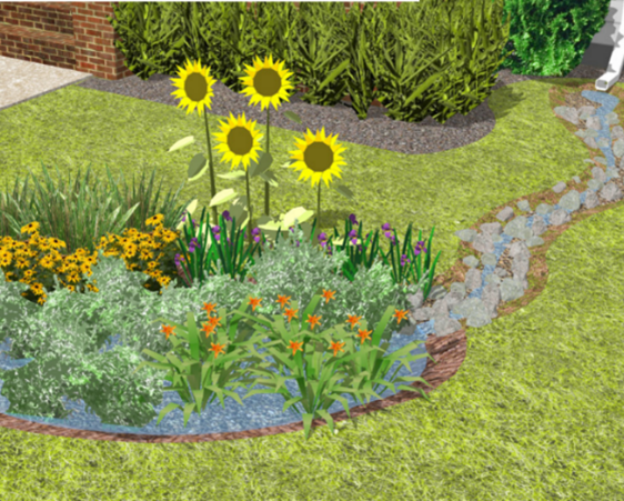 Rain Garden Picture